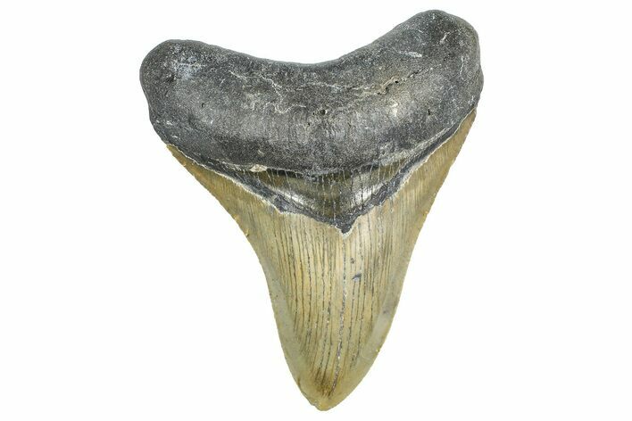 Serrated, Fossil Megalodon Tooth - North Carolina #343437